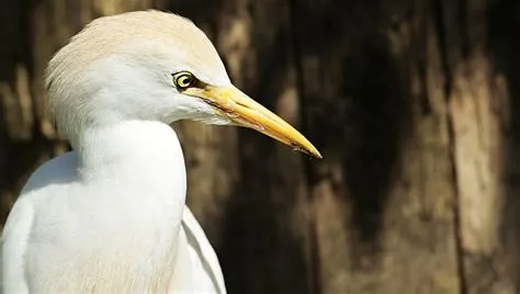  Zaria Bird - Lintu tai myytinen olento? 